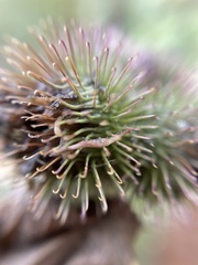 Arctium minus