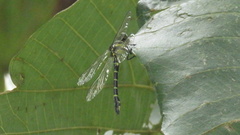 Cyclogomphus flavoannulatus