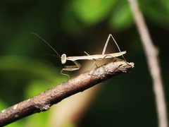 Tenodera