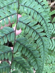 Athyrium arisanense