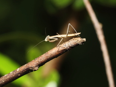 Tenodera