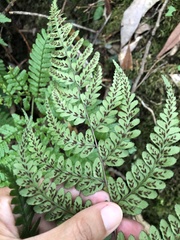 Athyrium arisanense