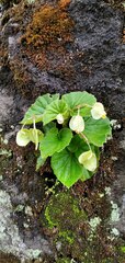 Begonia hirtella