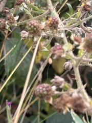 Leiobunum