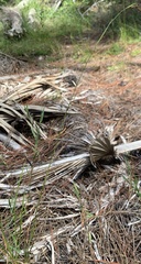 Rhynchospora microcarpa