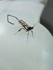 Pelecinus polyturator