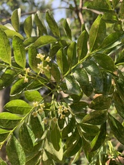 Rutaceae