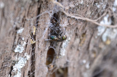 Sarconesia chlorogaster