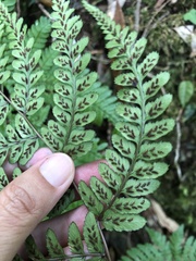 Athyrium arisanense