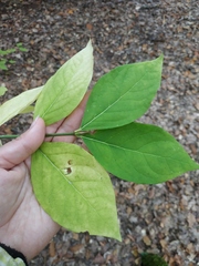 Euonymus latifolius