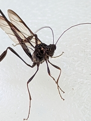 Pelecinus polyturator