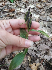 Cephalanthera damasonium
