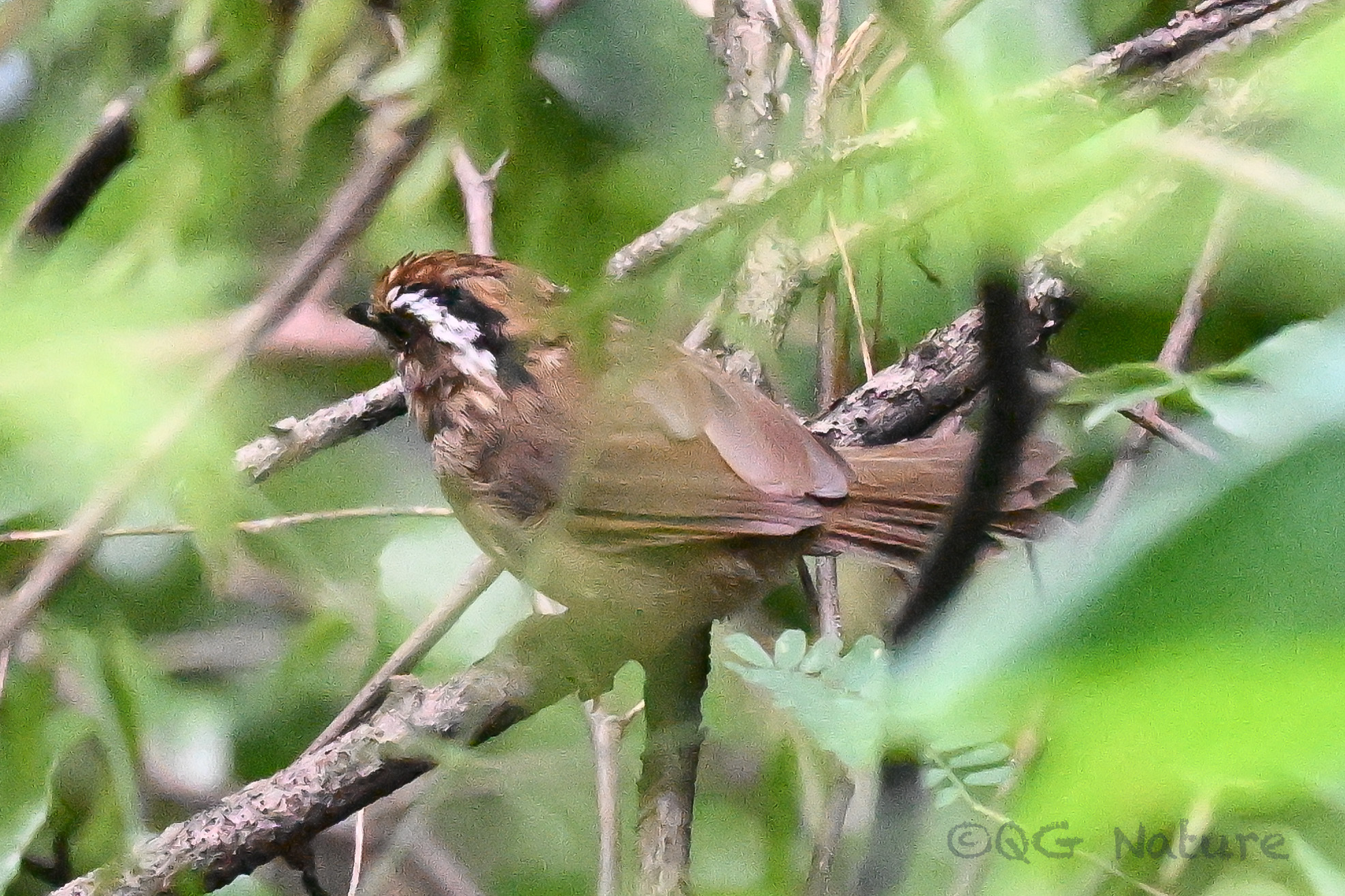 Rusty-capped Fulvetta