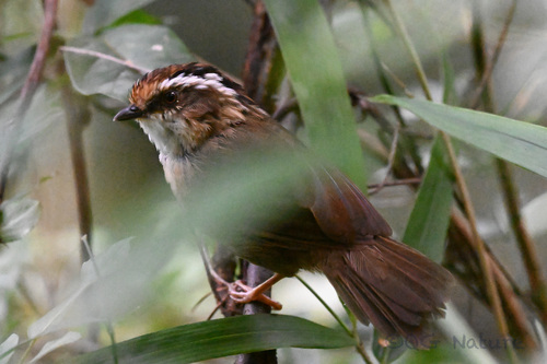 Rusty-capped Fulvetta (Schoeniparus dubius), photo 4