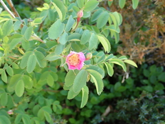 Rosa pendulina