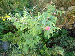 Rosa pendulina