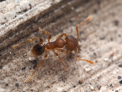 Pheidole parva
