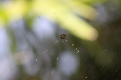 Gasteracantha cancriformis