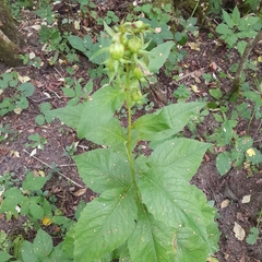 Campanula latifolia