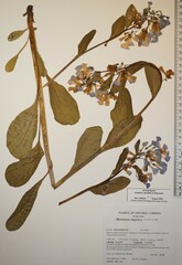 Mertensia virginica
