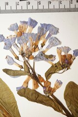 Mertensia virginica