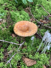 Lactarius torminosus
