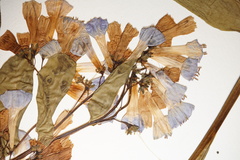 Mertensia virginica