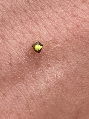 Theridula