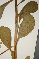 Mertensia virginica