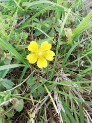 Potentilla reptans