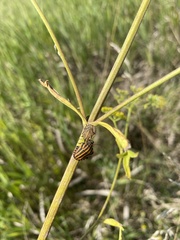 Graphosoma italicum italicum