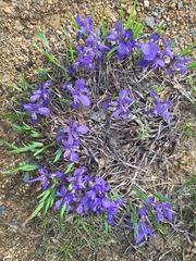 Iris verna