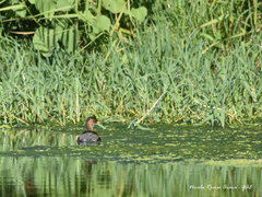 Tachybaptus ruficollis