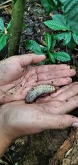 Xylotrupes gideon