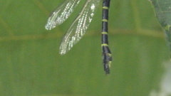 Cyclogomphus flavoannulatus