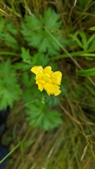 Ranunculus acris