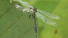 Cyclogomphus flavoannulatus