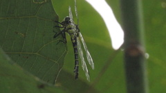 Cyclogomphus flavoannulatus