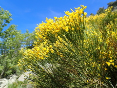 Cytisus oromediterraneus