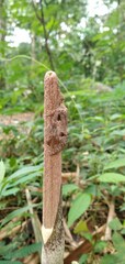 Lymantriinae