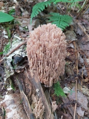 Ramaria stricta
