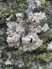 Lecanoromycetidae