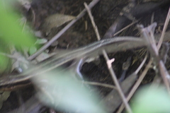 Plestiodon