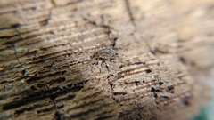 Rilaena triangularis