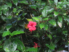 Hibiscus × archeri