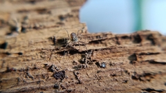 Rilaena triangularis