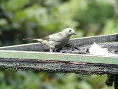 Thraupis palmarum