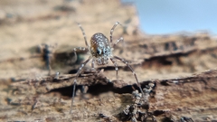 Rilaena triangularis