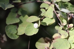 Symphoricarpos albus