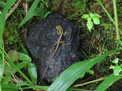 Anolis krugi
